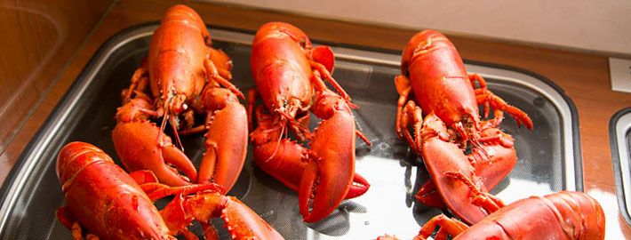 5 homards cuisinés offerts par la femme de notre pêcheur préféré.